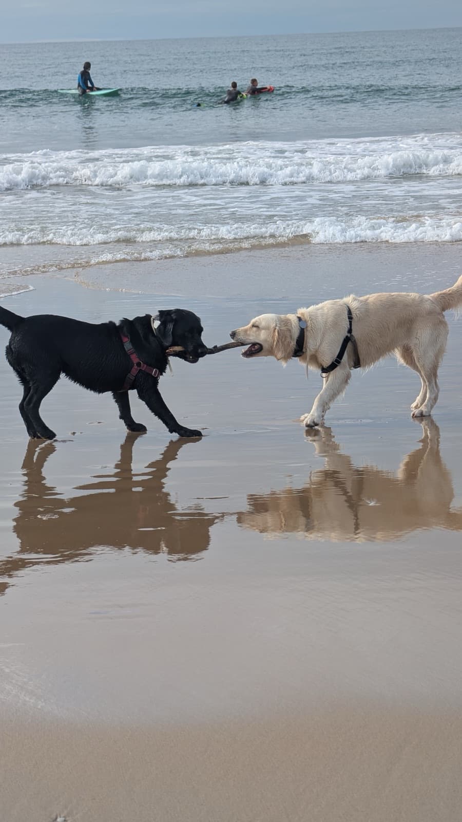 Pet-Friendly Lisbon: How to Visit with Your Dog (2026)